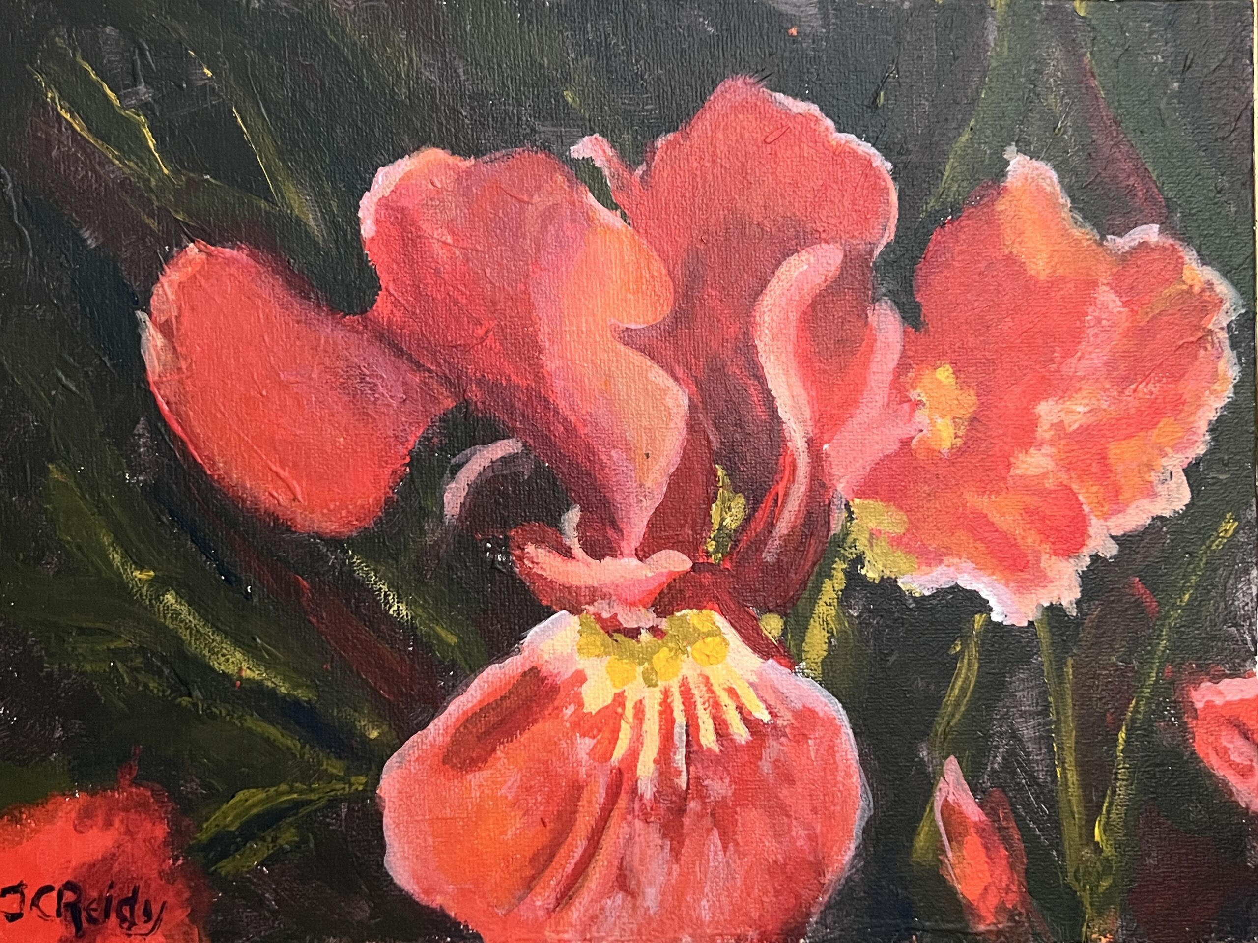 Red Iris Red Iris