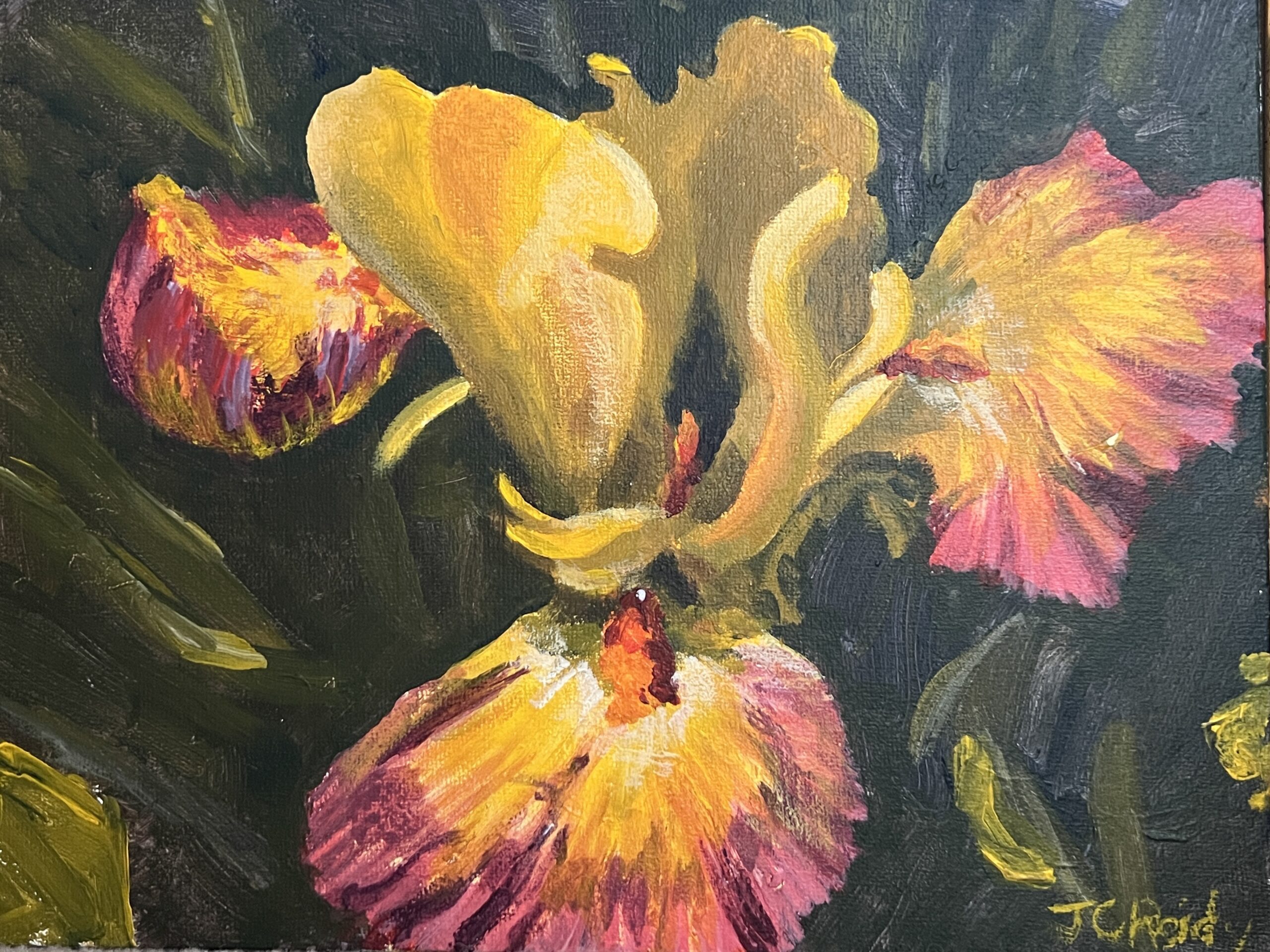 Yellow Iris with reddish fringe Yellow Iris with reddish fringe