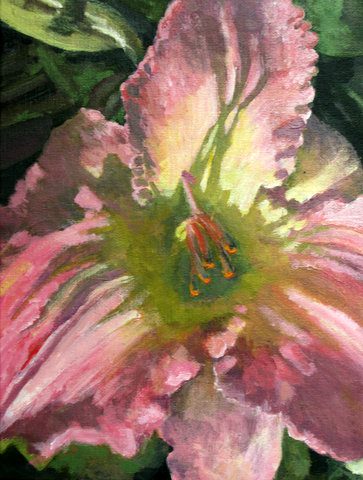 Pink-Lily Pink-Lily