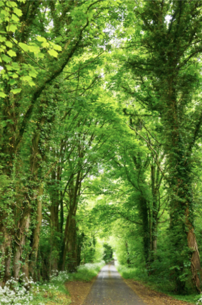 Trees for Inspiratons